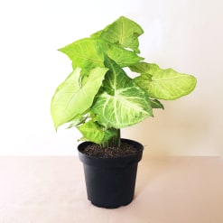 Syngonium Verde